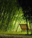 Bamboo Park