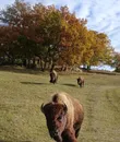 La Ferme aux Bisons