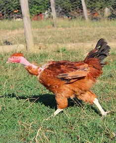 Le poulet gambadeur