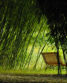 Bamboo Park