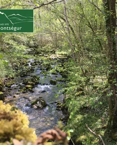 A walk between land and water, the riparian forest, a rich habitat for life