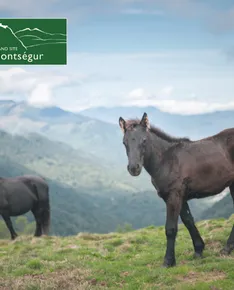 Descent of the Frau gorges with Meren horses