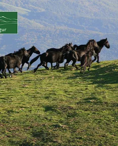 Penultimate day of transhumance for Mérens cattle