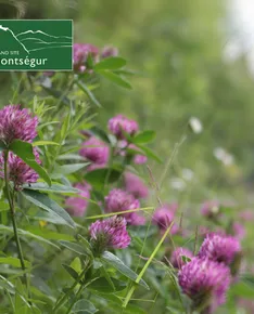 Edible plants in the forest in autumn