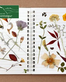 Encountering trees - Creating a herbarium