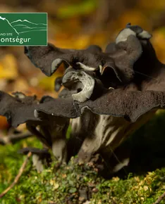 Discovering mountain mushrooms