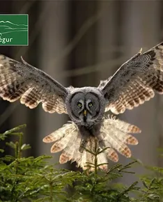 Twilight stroll to discover nocturnal birds of prey