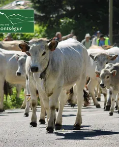 Last stage of the cow transhumance to Lac de Montbel