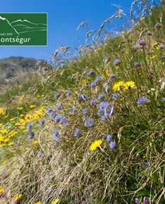 Discovering the flora of the Monts d'Olmes