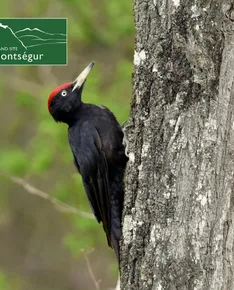 Discover the birds of the mountain forest