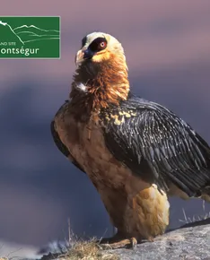 Bird Thursdays at Gorges de la Frau