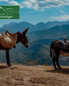 Roquefixade under the stars with the donkeys